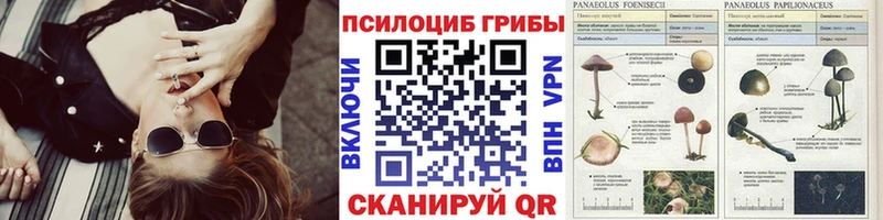 где можно купить наркотик  Добрянка  Галлюциногенные грибы Psilocybe 